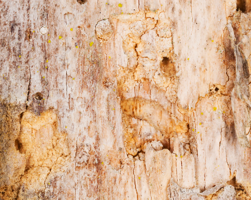 Szkody wyrządzone w drewnie przez kołatka domowego – niewielkie otwory, z których wysypuje się mączka drzewna